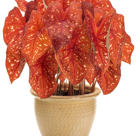 Heart to Heart Burning Heart caladium with red and green leaves
