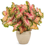 Heart to Heart Clowning Around caladium in a pot