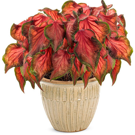 Heart to Heart Hot 2 Trot caladium in a potted plant