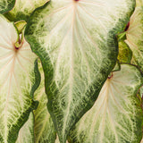 White star caladium with white and green heart-shaped leaves