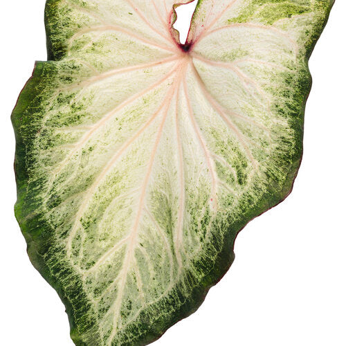 Heart to Heart White Star caladium in a pot with white leaves