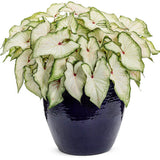 Heart to Heart White Star caladium in a container