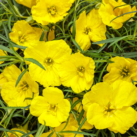 Yellow Texas primrose in a nursery pot