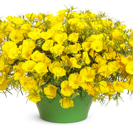 Yellow Texas primrose in a nursery pot