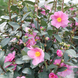 Double mauve camellia blooms with glossy green leaves