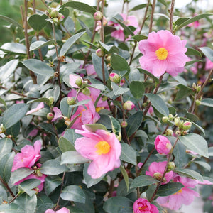 Double mauve camellia blooms with glossy green leaves