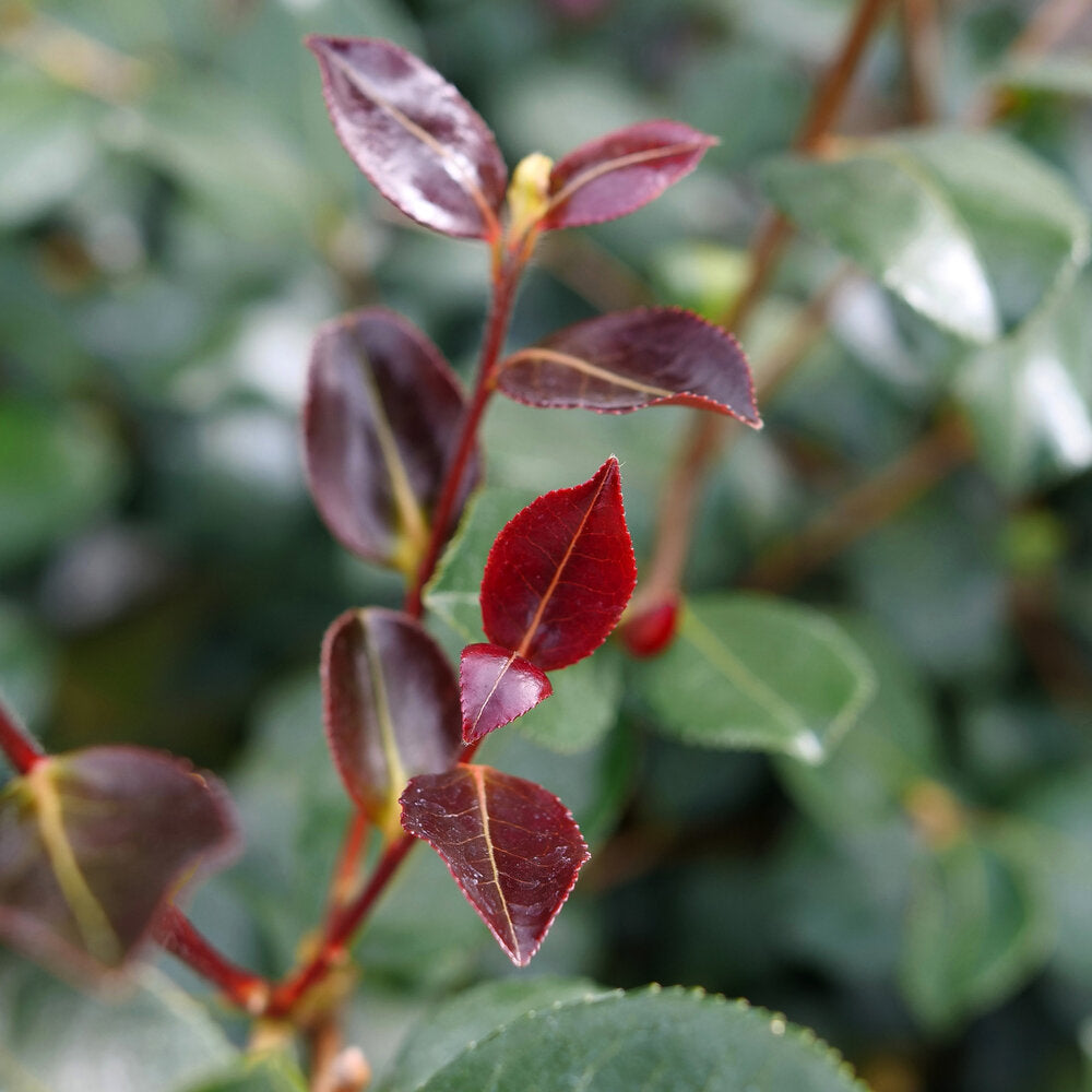 JUST CHILL RED TIP™ Camellia | Proven Winners® – Creekside Nursery
