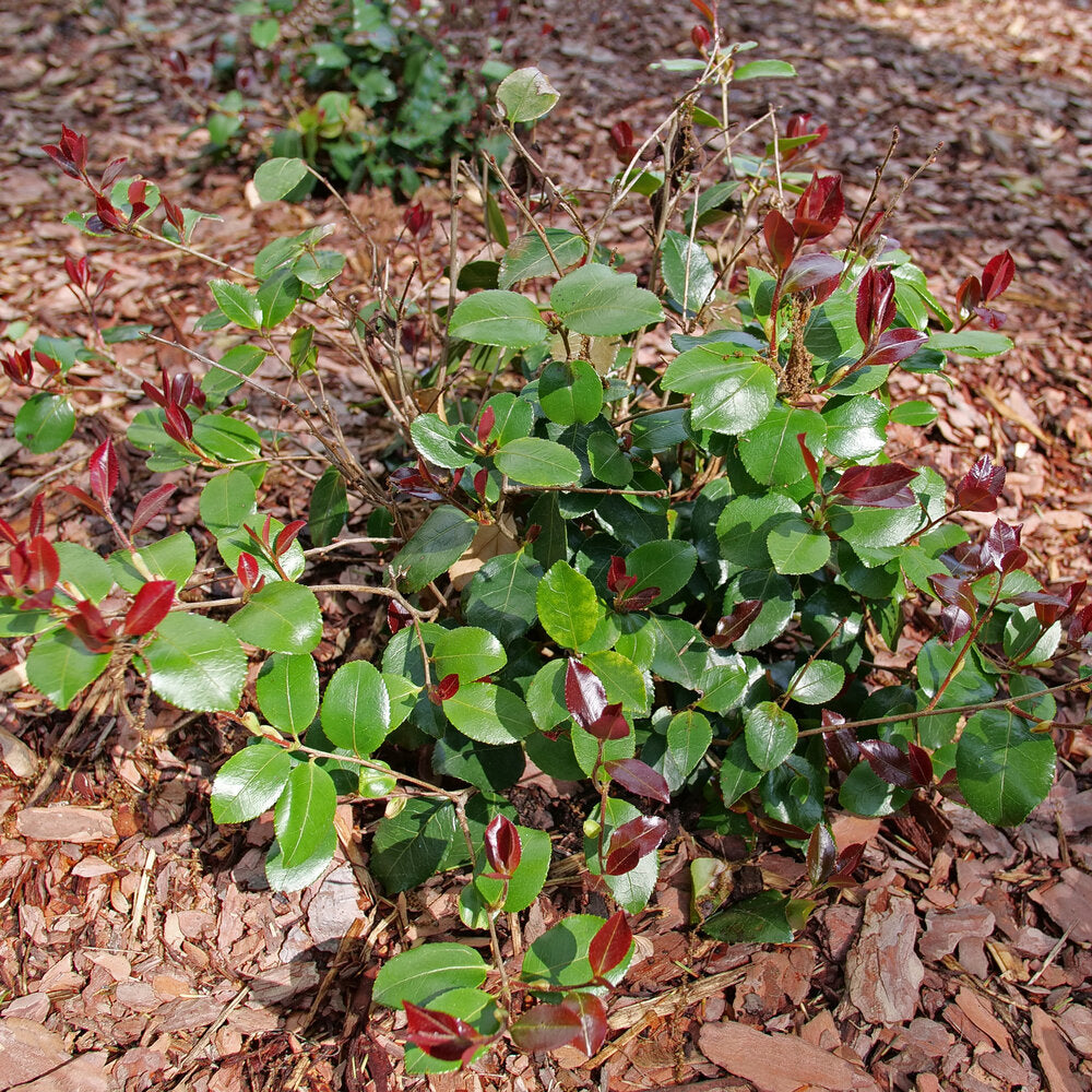 JUST CHILL RED TIP™ Camellia | Proven Winners® – Creekside Nursery