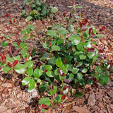 Just Chill Red Tip camellia in a nursery pot
