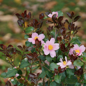 Red tip camellia with glossy leaves and pink blooms in a pot