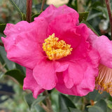 Pink camellia with blooms and glossy green leaves