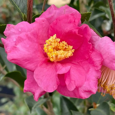 Pink camellia with blooms and glossy green leaves