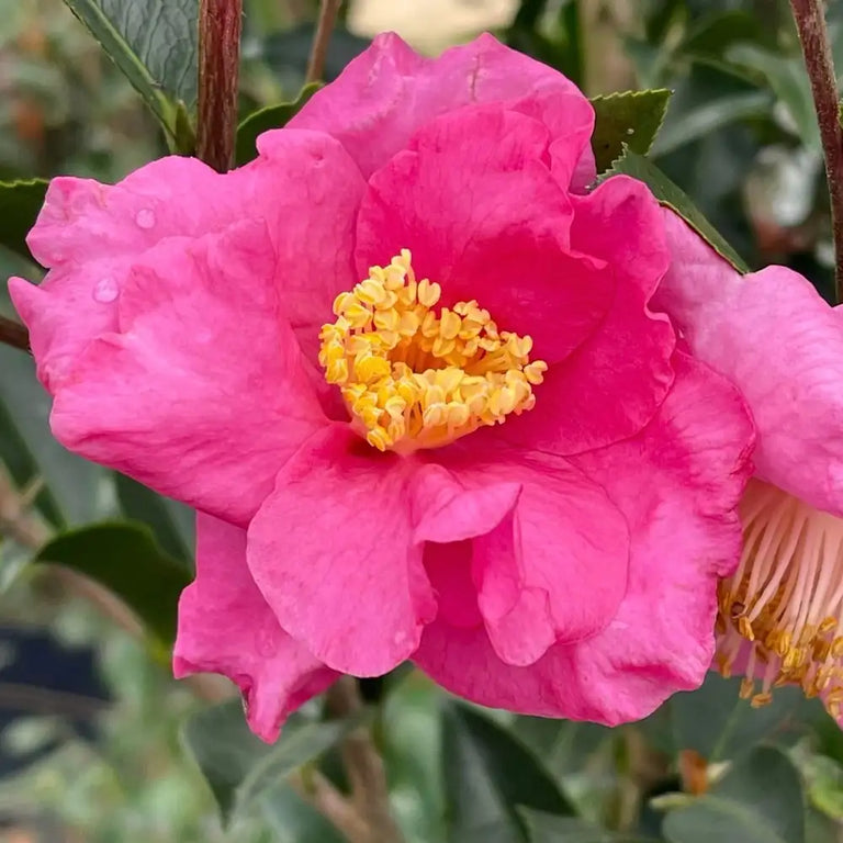 camellia pink WARM HEARTED™ Pink camellia | Proven Winners® – Creekside Nursery, Inc