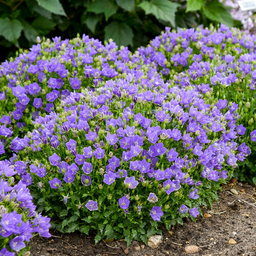 Mini Marvels™ Midnight Carpathian Bellflower | Proven Winners
