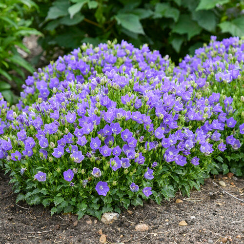 Mini Marvels Midnight Carpathian bellflower in a pot