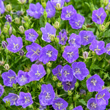 Mini Marvels Midnight Carpathian Bellflower in a pot