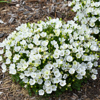 Mini Marvels™ Midnight Carpathian Bellflower | Proven Winners®