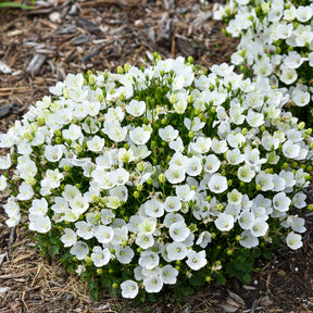 Mini Marvels Starbright Carpathian bellflower in a pot