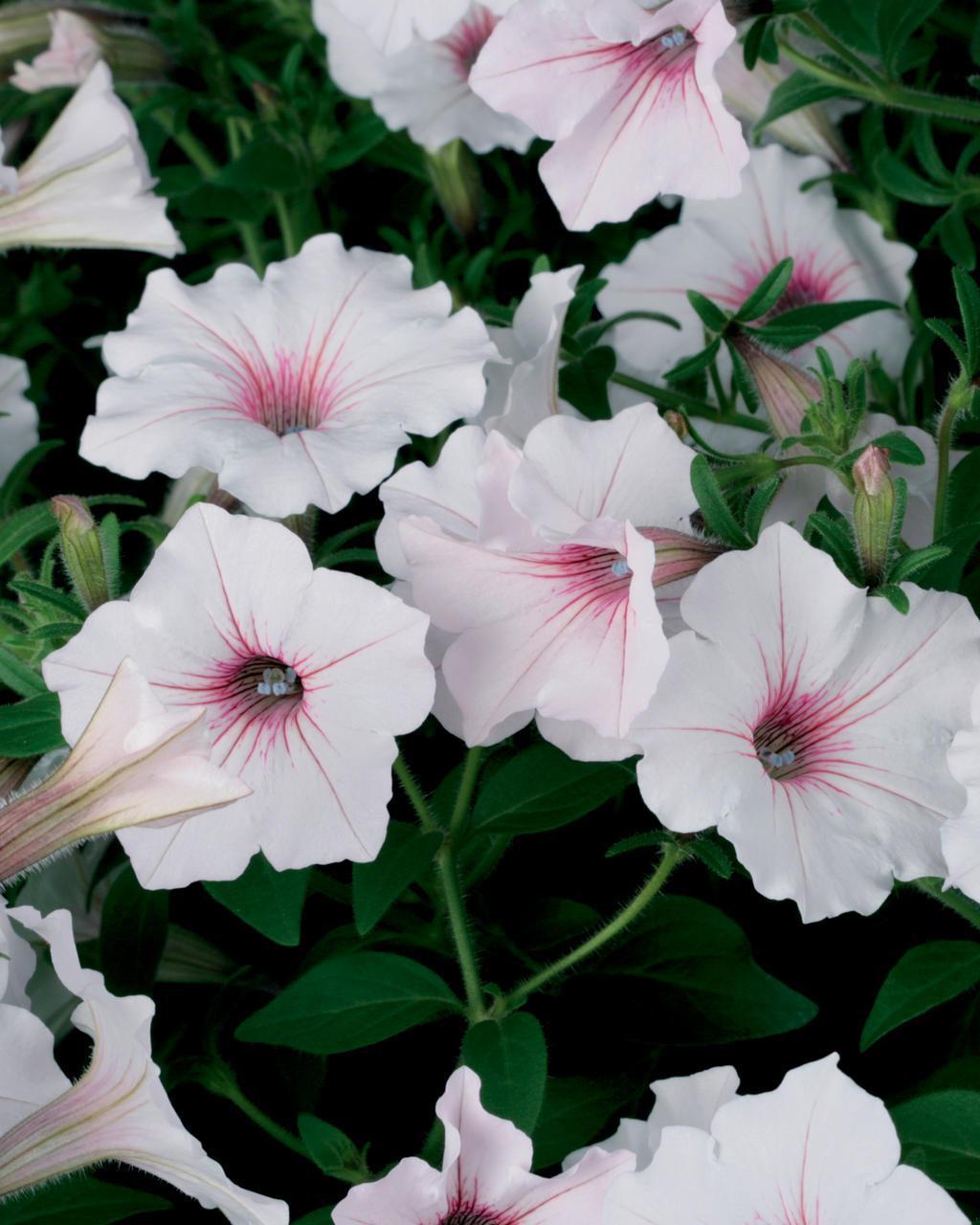 Supertunia Vista Silverberry petunia in a container