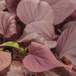 Sweet Caroline Sweetheart Mahogany ornamental sweet potato vine in pot