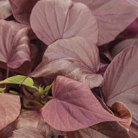 Sweet Caroline Sweetheart Mahogany ornamental sweet potato vine in pot