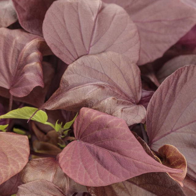 Sweet Caroline Sweetheart Mahogany ornamental sweet potato vine in pot