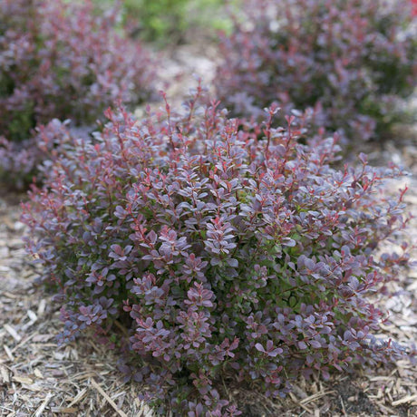 SUNJOY TODO barberry in a nursery pot