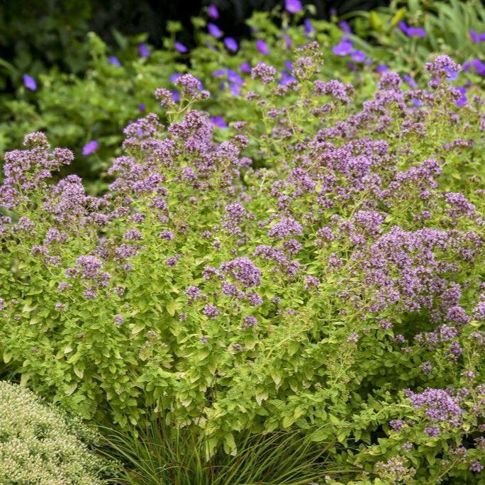 Drops of Jupiter ornamental oregano in a pot