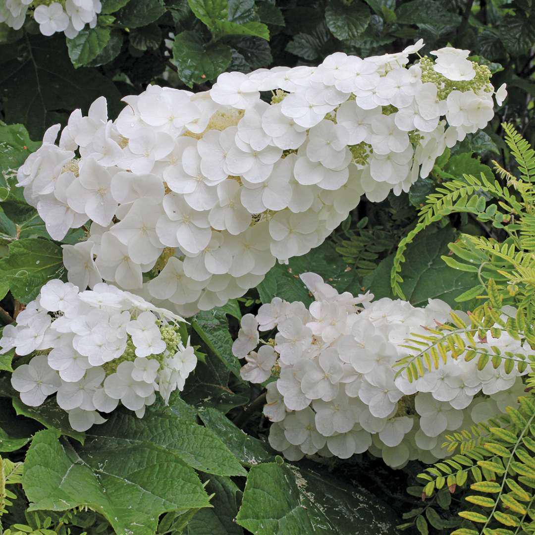 Gatsby Pink oakleaf hydrangea with pink flowers in a pot