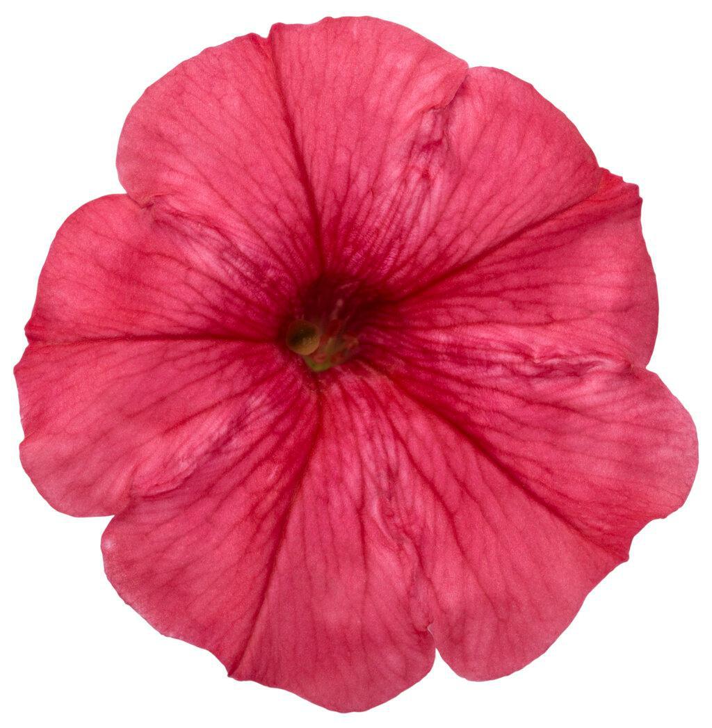 Supertunia Mini Vista Scarlet petunia in a pot