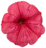 Supertunia Mini Vista Scarlet petunia in a pot