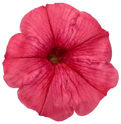 Supertunia Mini Vista Scarlet petunia in a pot