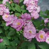 RISE UP LILAC DAYS rose with lilac blooms in a pot