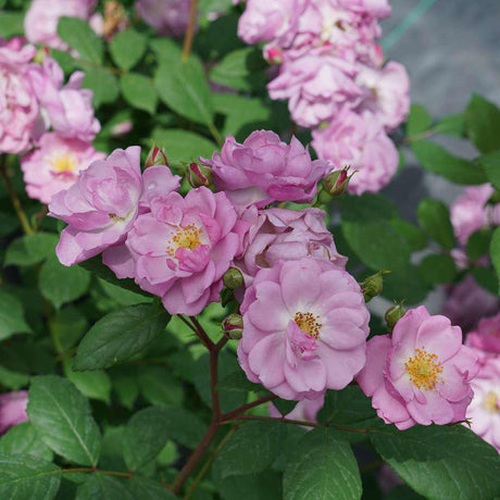RISE UP LILAC DAYS rose with lilac blooms in a pot