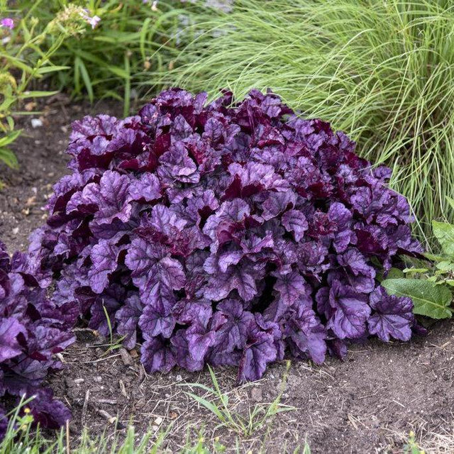Dolce Wildberry heuchera with purple leaves in a pot