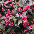 Spilled Wine weigela with pink flowers and dark foliage