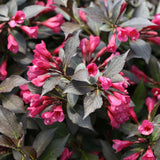 Spilled Wine weigela with pink flowers and dark foliage