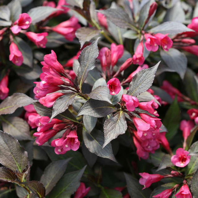 Spilled Wine weigela with pink flowers and dark foliage