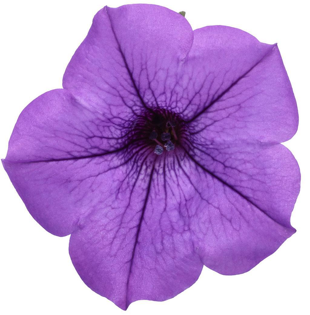 Supertunia Mini Vista Indigo petunia in a nursery pot