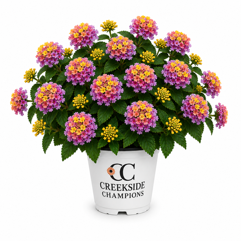Bandana® Rose Lantana | Creekside Champions™ – Creekside Nursery, Inc