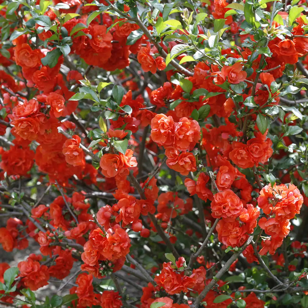 Double Take® Orange Quince | Proven Winners