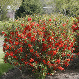Double Take® Orange Quince | Proven Winners