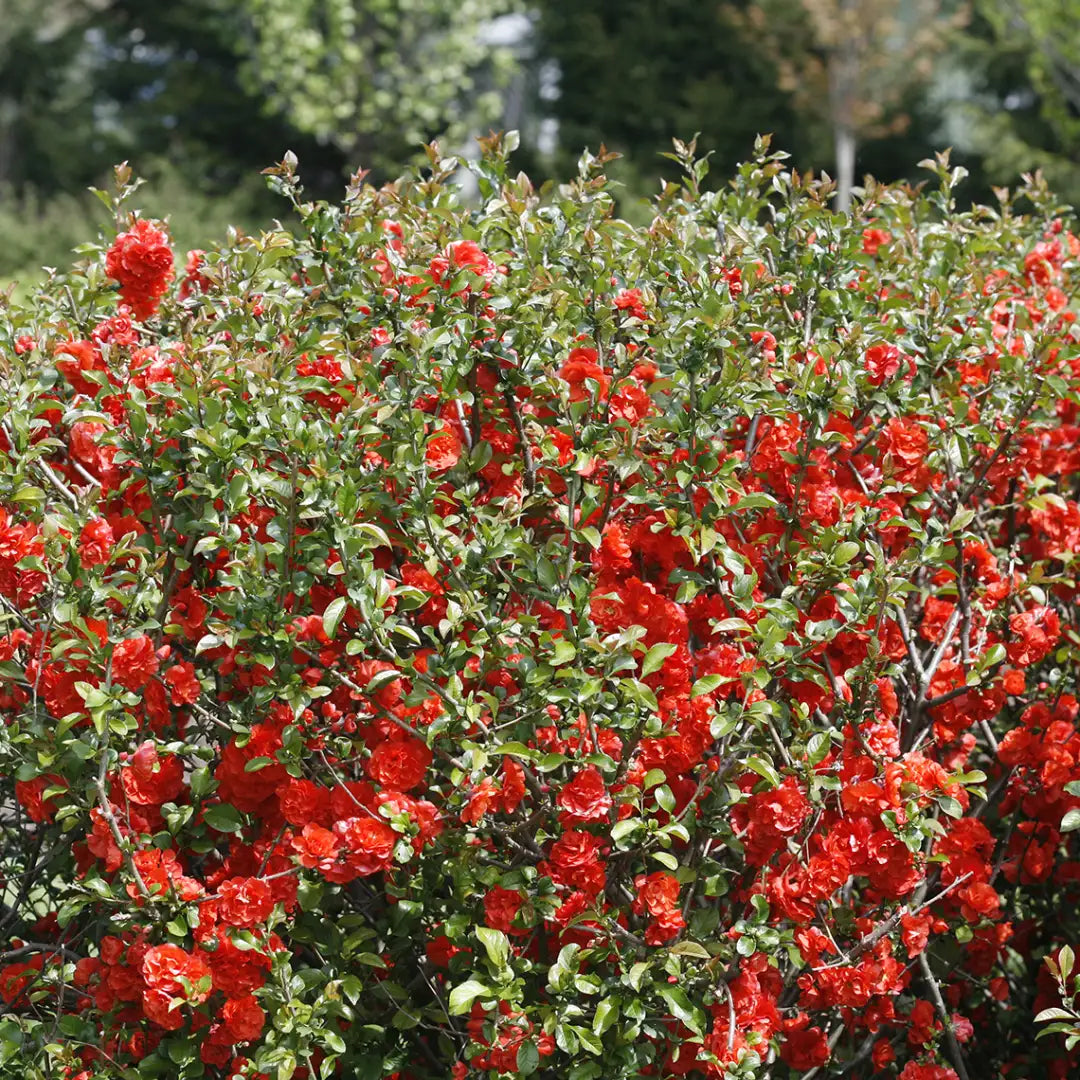 Double Take® Orange Quince | Proven Winners