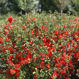 Double Take® Orange Quince | Proven Winners