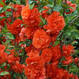 Double Take® Orange Quince | Proven Winners