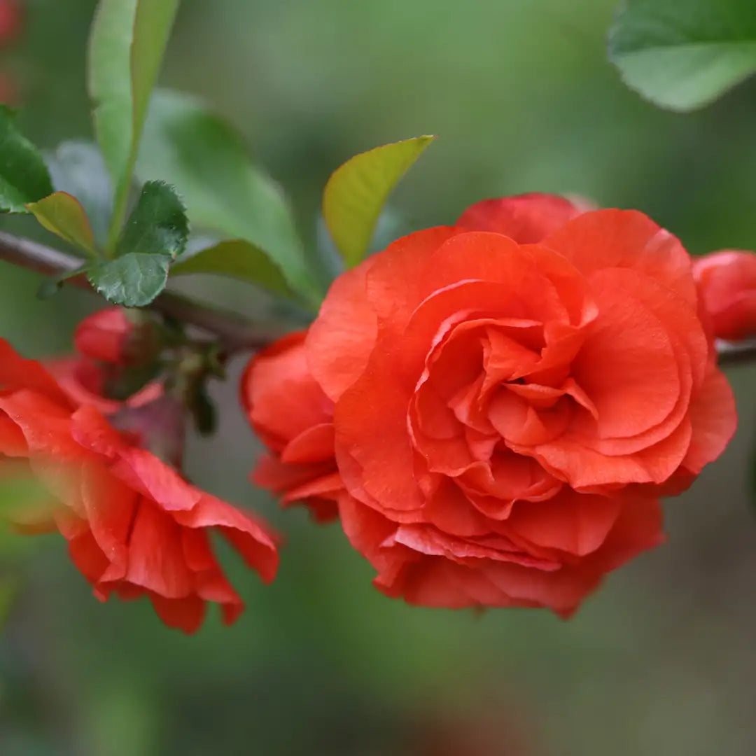Double Take® Orange Quince | Proven Winners