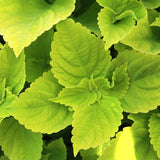 Chartres Street coleus with colorful foliage in a pot