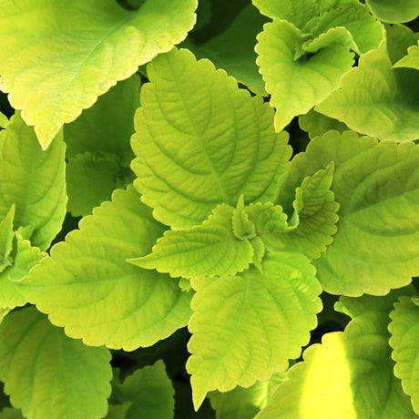 Chartres Street coleus with colorful foliage in a pot