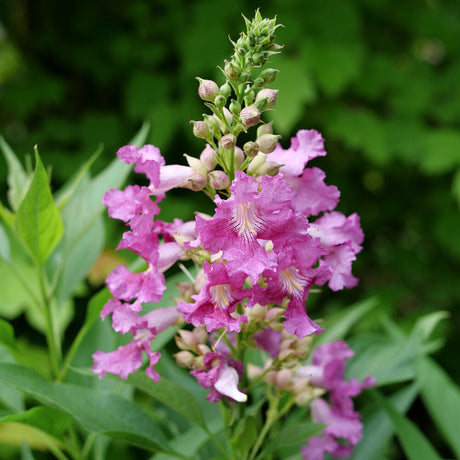 EL NIÑO™ Desert Orchid in a pot with purple blooms
