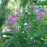 EL NIÑO desert orchid in a pot with purple flowers
